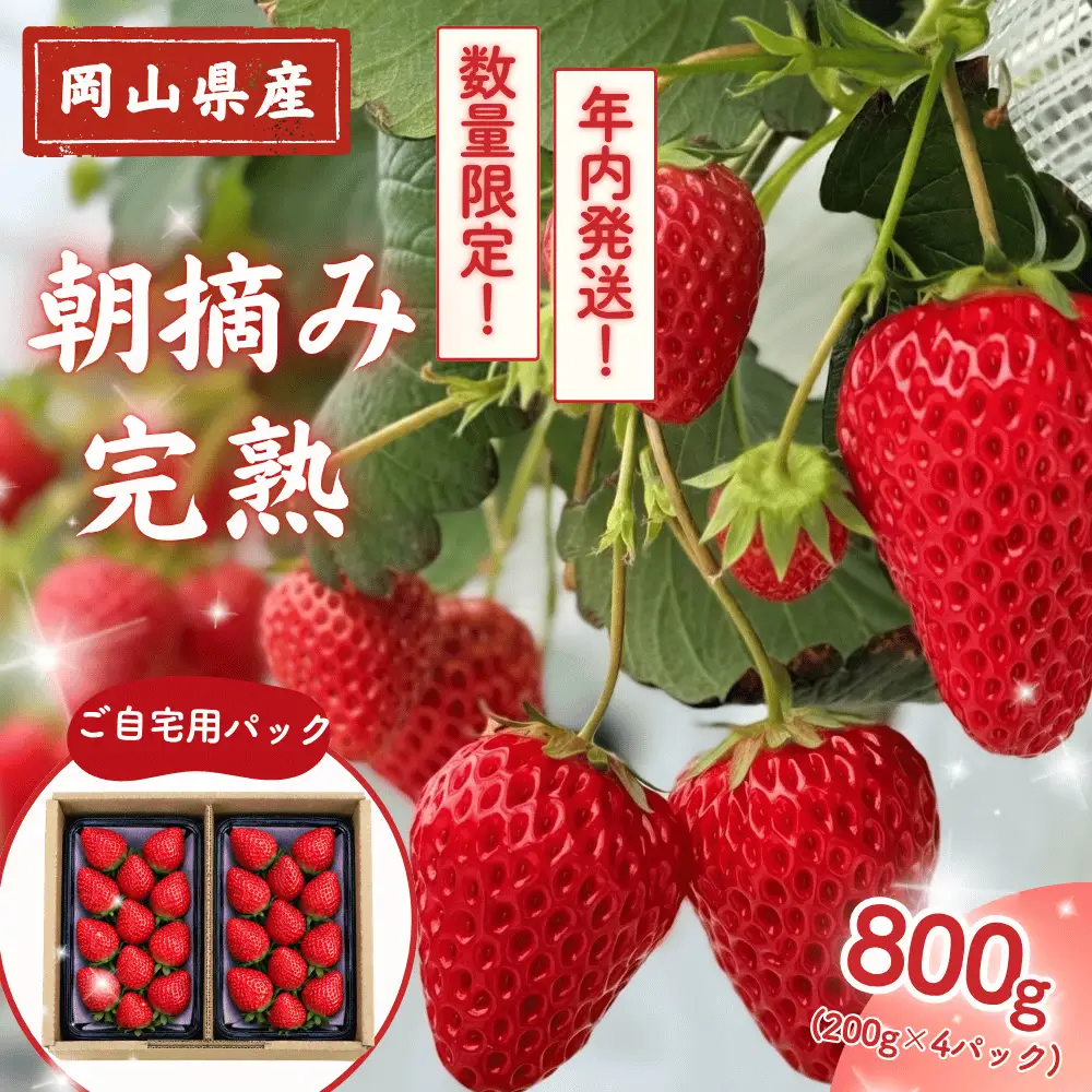 【年内発送・12/27～30】先行予約 朝摘み 完熟いちご 自宅用 800g(200g×4)  M-FI-A61A