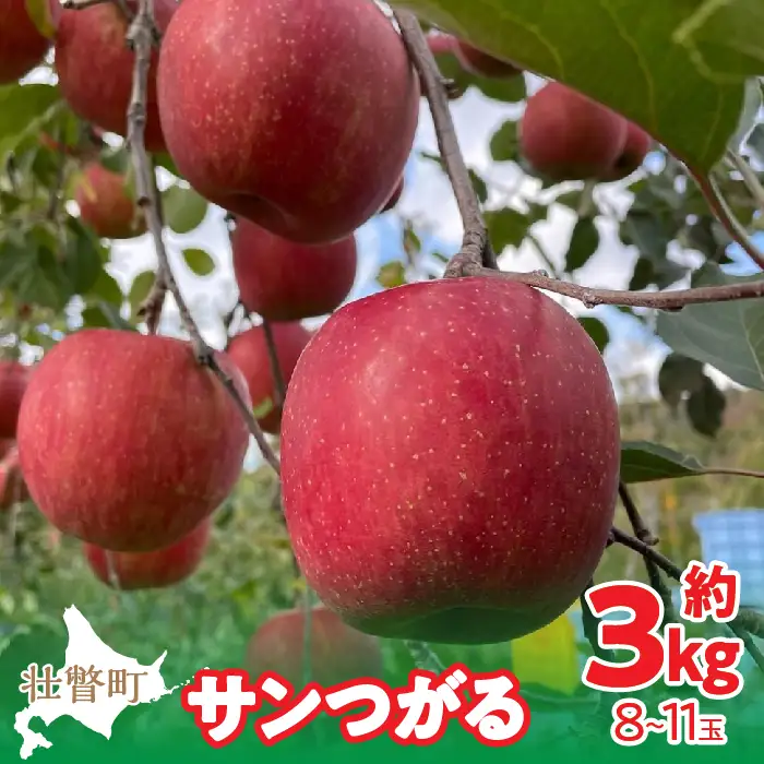 【先行予約】北海道壮瞥町産りんご「サンつがる」約3kg(8～11玉)＜2026年9月下旬よりお届け＞ SBTF001
