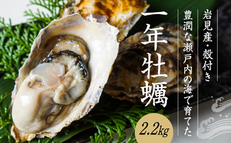 H-160【12月18日～3月限定】岩見産殻つき牡蠣2.2kg 
