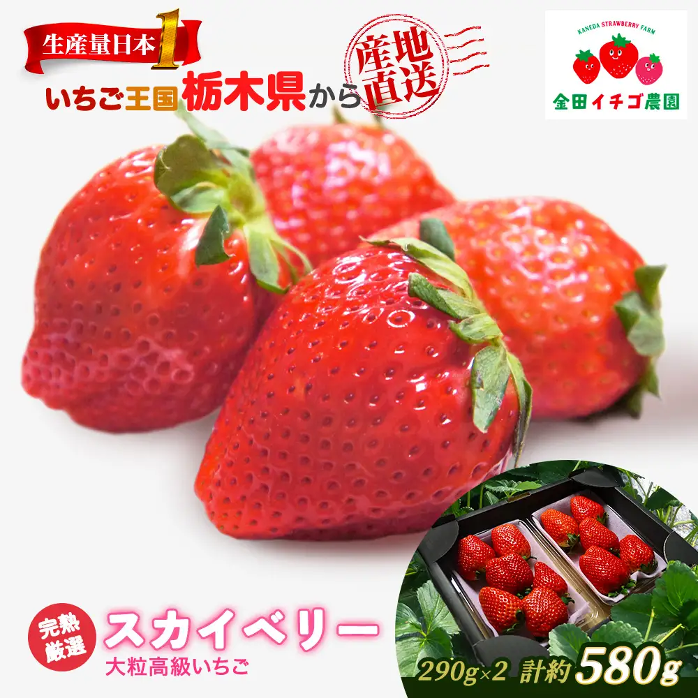 高級いちご 完熟スカイベリー2パック 580g アフター対応あり いちご ※2026年12月～発送