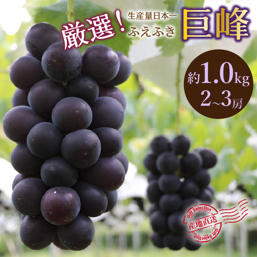 【2026年発送★先行予約】厳選！山梨県笛吹市産 巨峰 約1.0kg（2～3房） 156-011-26y