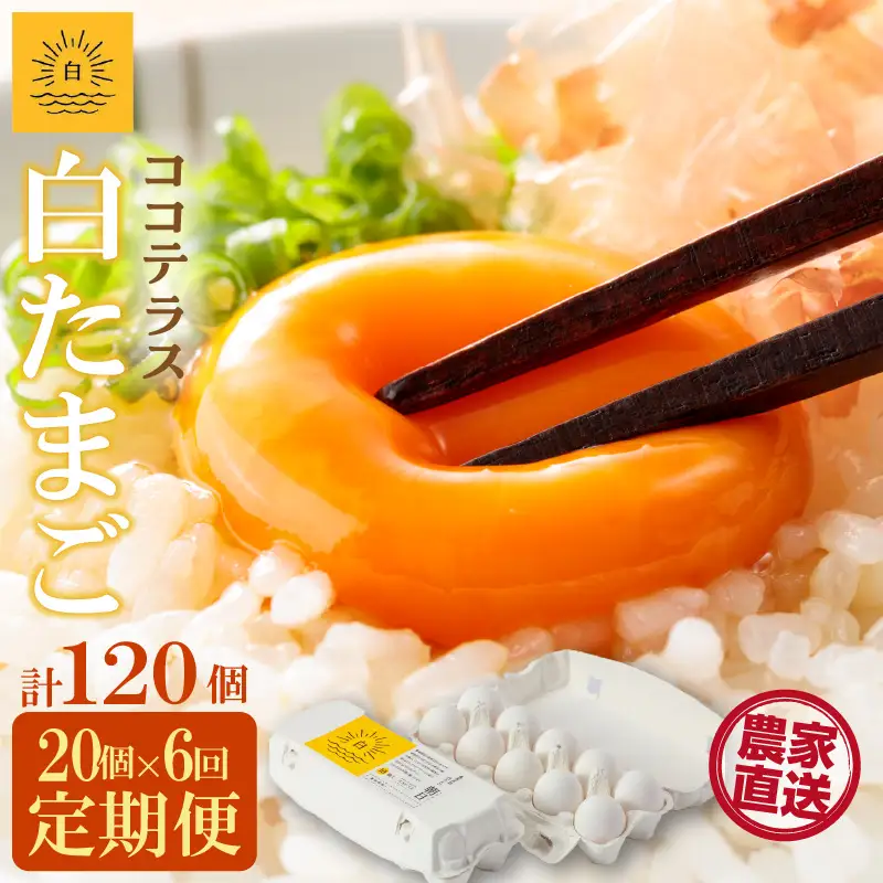 【6ヵ月定期便】ココテラスの朝日（白たまご）15個 + 5個保証（計20個）【JGAP認証】 農家直送 新鮮 卵 タマゴ 白卵 玉子 鶏卵 朝食 夕食 夜食 朝ごはん たまご焼き だし巻き卵 オムレツ 卵ご飯 料理 濃厚 飼料にこだわった 卵かけご飯 米たまご 生卵 大容量 お取り寄せ 愛知県 常滑市