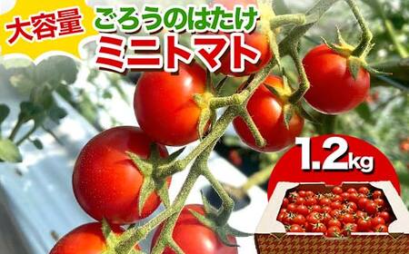 大容量 ごろうのはたけ ミニトマト 1.2kg 高糖度 濃厚 トマト サラダ 山陽小野田 F6L-1317