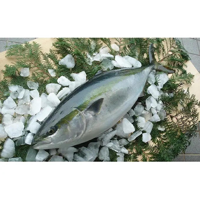 【鰤】 鰤 1匹 5kg 以上