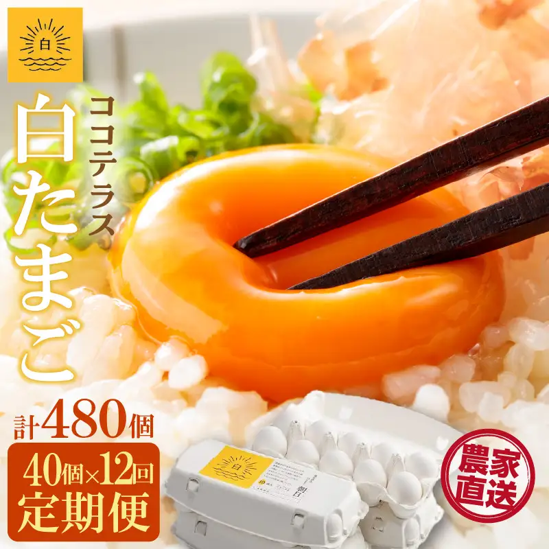 【12ヵ月定期便】ココテラスの朝日（白たまご）35個 + 5個保証（計40個）【JGAP認証】 農家直送 新鮮 卵 タマゴ 白卵 玉子 鶏卵 朝食 夕食 夜食 朝ごはん たまご焼き だし巻き卵 オムレツ 卵ご飯 料理 濃厚 飼料にこだわった 卵かけご飯 米たまご 生卵 大容量 お取り寄せ 愛知県 常滑市