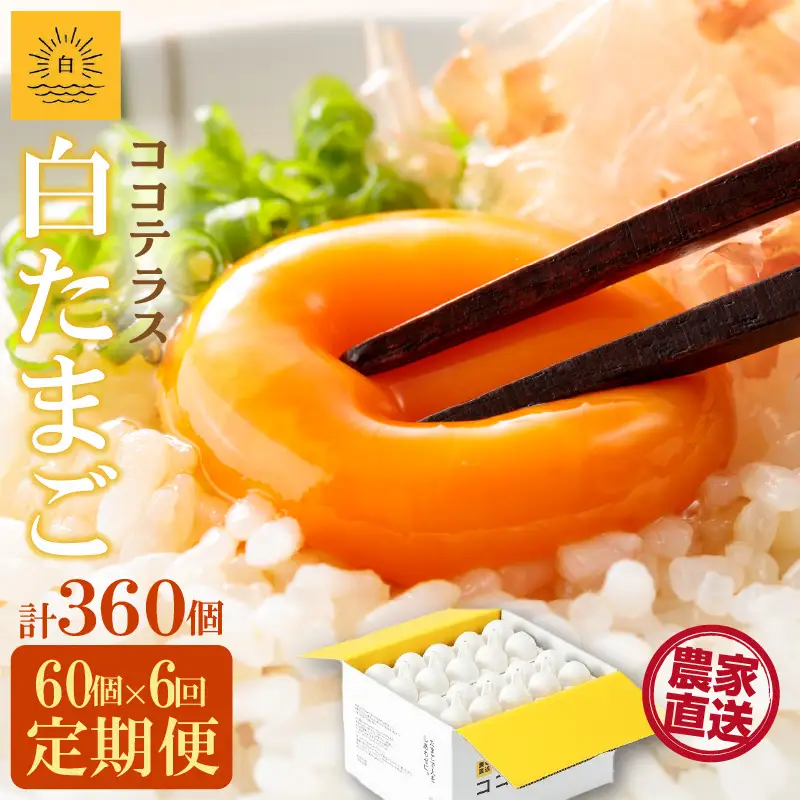 【6ヵ月定期便】ココテラスの朝日（白たまご）55個 + 5個保証（計60個）【JGAP認証】 農家直送 新鮮 卵 タマゴ 白卵 玉子 鶏卵 朝食 夕食 夜食 朝ごはん たまご焼き だし巻き卵 オムレツ 卵ご飯 料理 濃厚 飼料にこだわった 卵かけご飯 米たまご 生卵 大容量 お取り寄せ 愛知県 常滑市