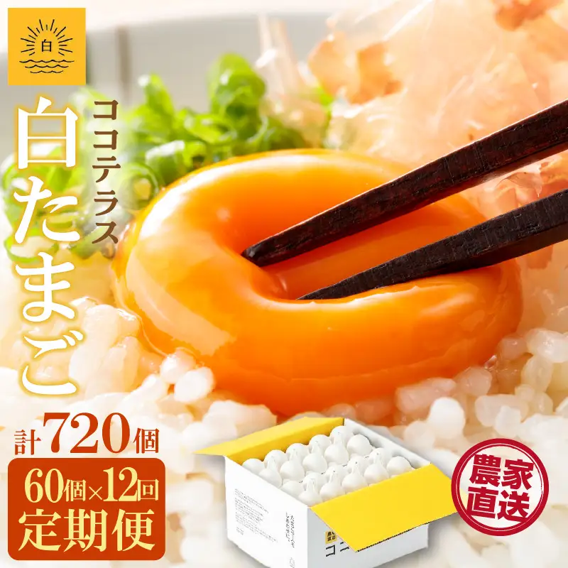 【12ヵ月定期便】ココテラスの朝日（白たまご）55個 + 5個保証（計60個）【JGAP認証】 農家直送 新鮮 卵 タマゴ 白卵 玉子 鶏卵 朝食 夕食 夜食 朝ごはん たまご焼き だし巻き卵 オムレツ 卵ご飯 料理 濃厚 飼料にこだわった 卵かけご飯 米たまご 生卵 大容量 お取り寄せ 愛知県 常滑市