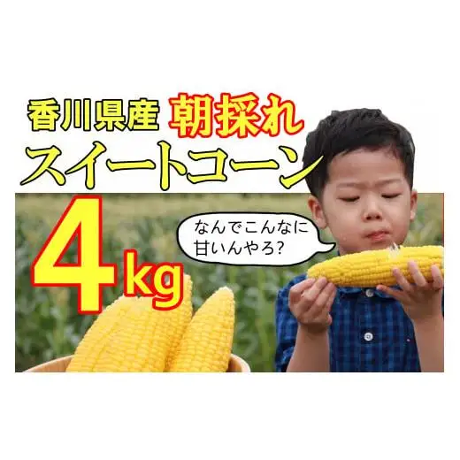 2027年産　善通寺市産スイートコーン ４kg　（6月頃から発送）_Z2600002