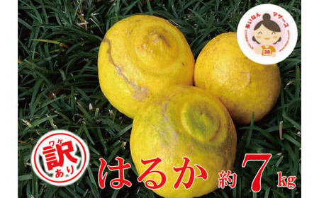 【 訳あり 】 先行予約 あいなんマザーズ の はるか 7kg （発送期間：１月中旬?4月上旬） 訳あり みかん 7kg 先行 事前 予約 みかん 受付 みかん はるか 愛媛 産地直送 みかん 国産 農家直送 減農薬 みかん 香り 完熟 糖度 みかん 果樹園 期間限定 数量限定 特産品 みかん ジュース 人気 限定 みかん 愛南 愛媛県 新鮮 果実 みかん さわやか ジューシー 甘い みかん 上品 フルーツ 果物 みかん 柑橘 みかん あいなんマザーズ