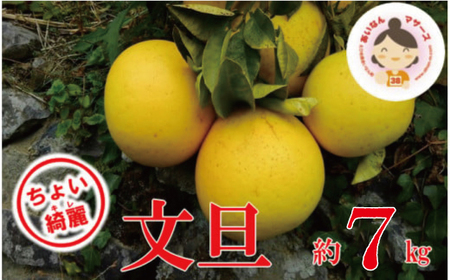 【 先行予約 】 ちょいキレ 家庭用 あいなんマザーズ の 文旦 7kg （発送期間：2月中旬?4月上旬） みかん 家庭用 7kg 先行 文旦 事前 予約 受付 みかん 文旦 愛媛 産地直送 みかん 国産 文旦 農家直送 減農薬 果肉 みかん 文旦 歯ごたえ 果樹園 期間 みかん限定 文旦 数量限定 みかん 特産品 文旦 ジュース みかん 人気 限定 文旦 愛南 愛媛県 みかん 新鮮 果実 さわやか 文旦 みかん 風味 甘い 上品 フルーツ 果物 みかん 文旦 柑橘 あいなんマザーズ みかん
