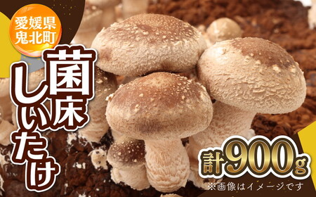 菌床しいたけ 900g（2L～3L）24個 ｜ 肉厚 収穫直後 新鮮 旨味たっぷり 菌床栽培 国産 きのこ キノコ 野菜 料理 食品 産地直送 自宅用 愛媛県鬼北町