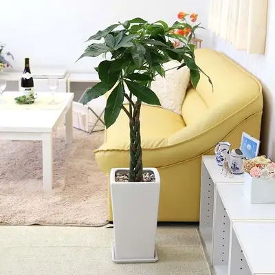 【観葉植物】パキラ 7号 ホワイトスクエア陶器鉢 ストレート 高さ:約85cm～1m内外(鉢底より)【観葉植物 インテリア 部屋 おしゃれ 福岡県 筑前町 送料無料 AG007】