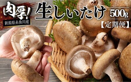 【定期便】11月以降に初回発送【期間限定 】生しいたけ 肉厚500g （約9~12個)×3ヶ月お届け 計1.5kg  ジャンボ手のひらサイズ  焼山しいたけ園 農園直送 新鮮 椎茸 シイタケ お取り寄せ グルメ 国産 糸魚川 新潟県