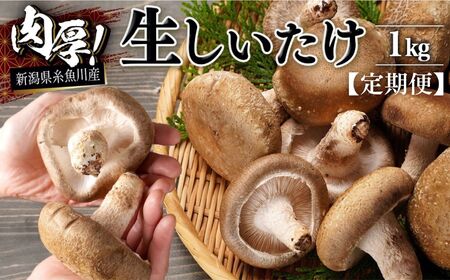 【定期便】11月以降順次発送【期間限定】 生しいたけ   肉厚1kg(約18~24個)×3ヶ月お届け 計3kg ジャンボ手のひらサイズ 焼山しいたけ園 農園直送 新鮮 椎茸 シイタケ お取り寄せ グルメ 国産 糸魚川 新潟県