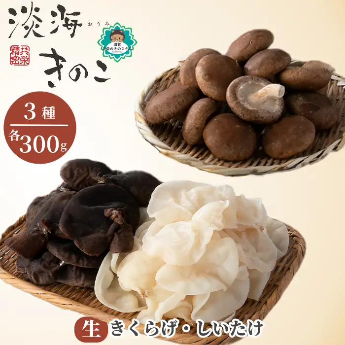【D-709】共栄精密　淡海きのこ　生きのこセット 生きくらげ・生しいたけ（よかもんパッケージ入り）［高島屋選定品］