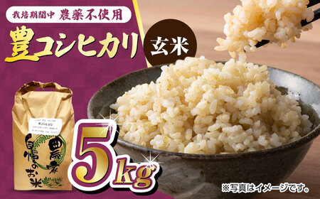 栽培期間中農薬不使用 令和6年産 豊コシヒカリ 玄米 5kg /鶴ノ原北川農園 [UDL015] 米 お米 こめ 玄米 ブランド米