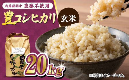 栽培期間中農薬不使用 令和6年産 豊コシヒカリ 玄米 20kg /鶴ノ原北川農園 [UDL017] 米 お米 こめ 玄米 ブランド米