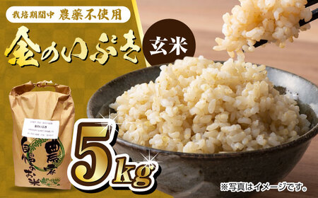 栽培期間中農薬不使用 令和6年産 金のいぶき 玄米 5kg /鶴ノ原北川農園 [UDL021] 米 お米 こめ 玄米 ブランド米