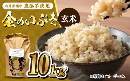 栽培期間中農薬不使用 令和6年産 金のいぶき 玄米 10kg /鶴ノ原北川農園 [UDL022] 米 お米 こめ 玄米 ブランド米