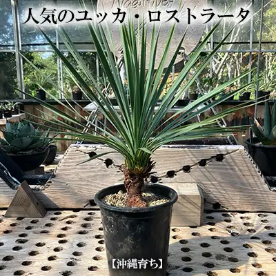 沖縄の観葉植物 ユッカ・ロストラータ 5寸鉢 観葉植物