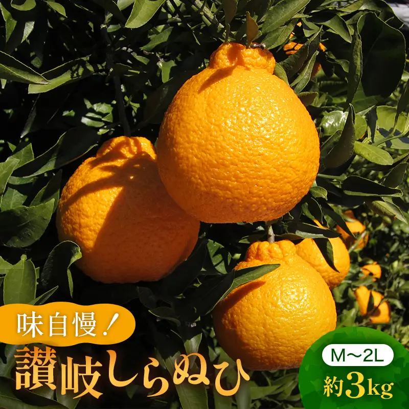 味自慢！讃岐 しらぬひ　約3kg 果物類 みかん 柑橘類 デコポン 甘味 不知火 柑橘 フルーツ  FAH-0034
