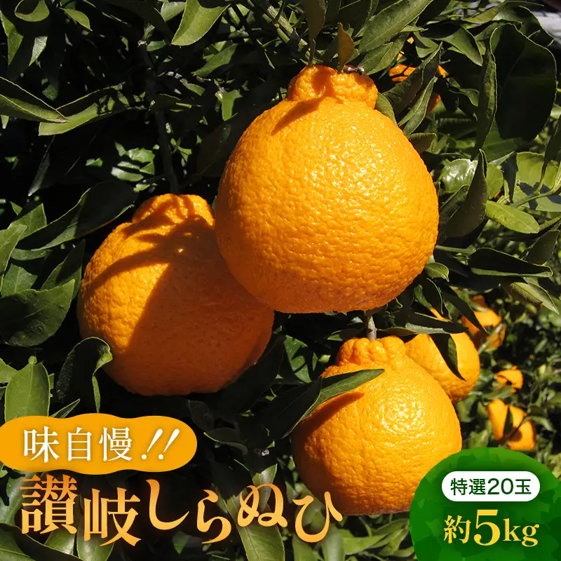 味自慢！！讃岐しらぬひ　特選20玉 約5kg 果物類 みかん 柑橘類 デコポン 甘味 不知火 柑橘 フルーツ  FAH-0035