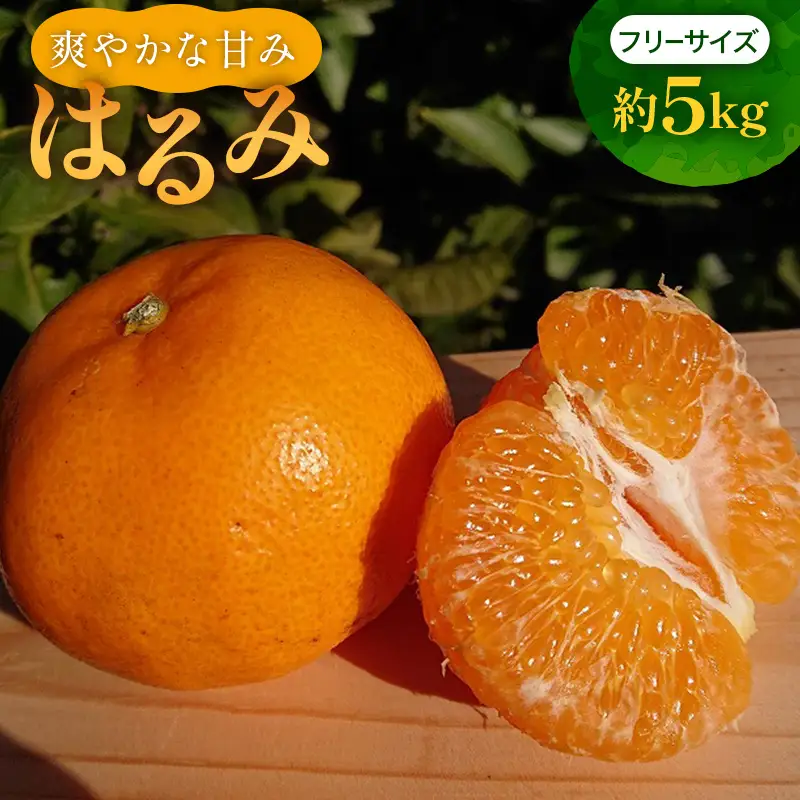 はるみ 約5kg 甘み 香り みかん フルーツ お取り寄せ ミカン 蜜柑 果汁  FAH-0037