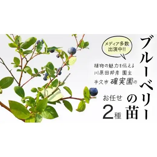 ブルーベリー の 苗 2品種セット （品種おまかせ）