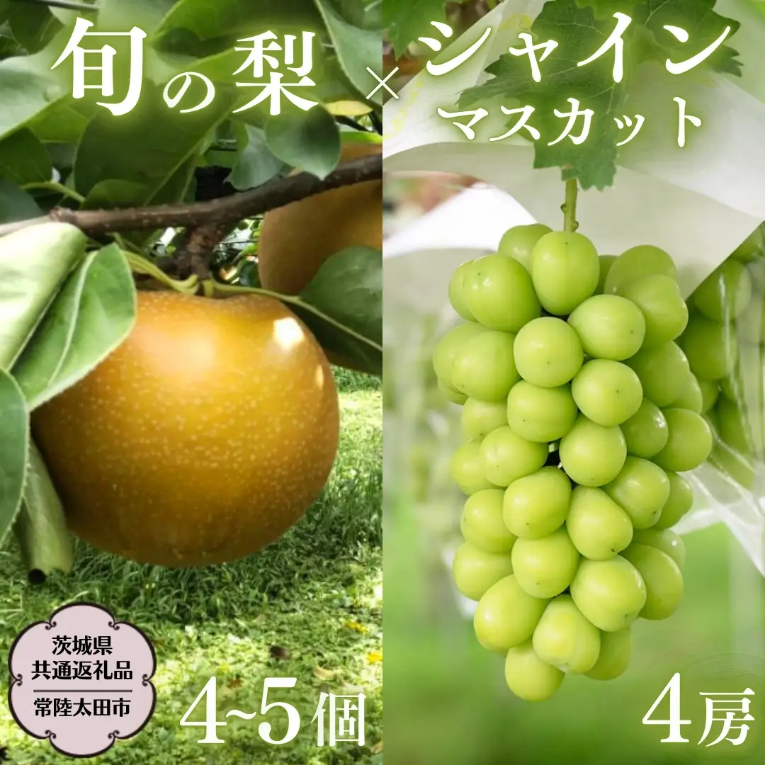【2026年9月上旬発送開始】 茨城県産 「 シャインマスカット ４房 」と「旬の 梨 」 詰め合わせ 約 5kg 【茨城県共通返礼品／常陸太田市】 桧山果樹園 農家直送 桧山果樹園 農家直送 フルーツ  甘い 直送 茨城 限定 ギフト ぶどう シャインマスカット 旬 梨 秀玉 恵水 秋月 詰め合わせ 食べ比べ 果物 [DU014sa]