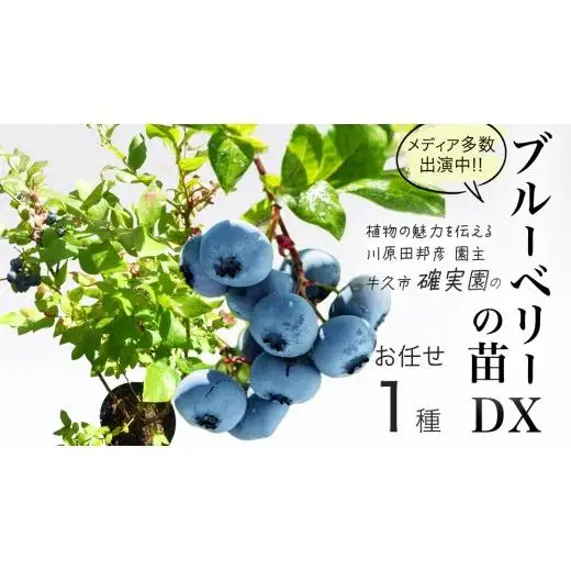 ブルーベリー の 苗 DX 1品種 （品種おまかせ） ラビットアイ系 ハイブッシュ系