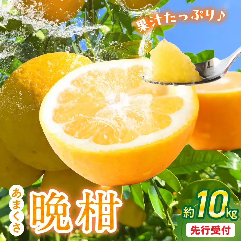 S149-002_あまくさ晩柑 約10kg【先行受付】