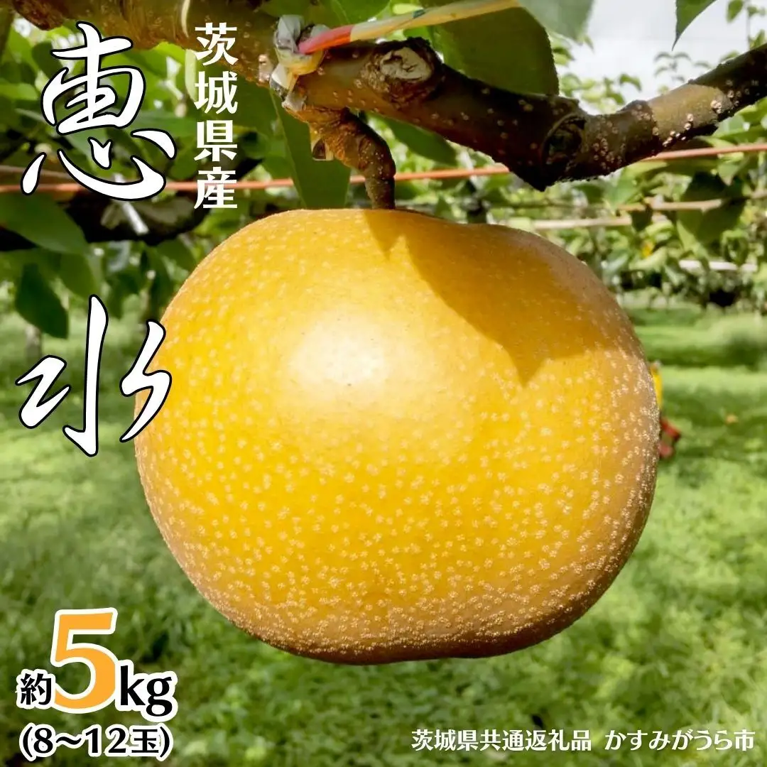 恵水 約 5kg 8玉～12玉 (茨城県共通返礼品 かすみがうら市) 産地直送 久保田果樹園 フルーツ 甘い 直送 茨城 限定 ギフト 梨 恵水 けいすい 果物 [DH003sa]