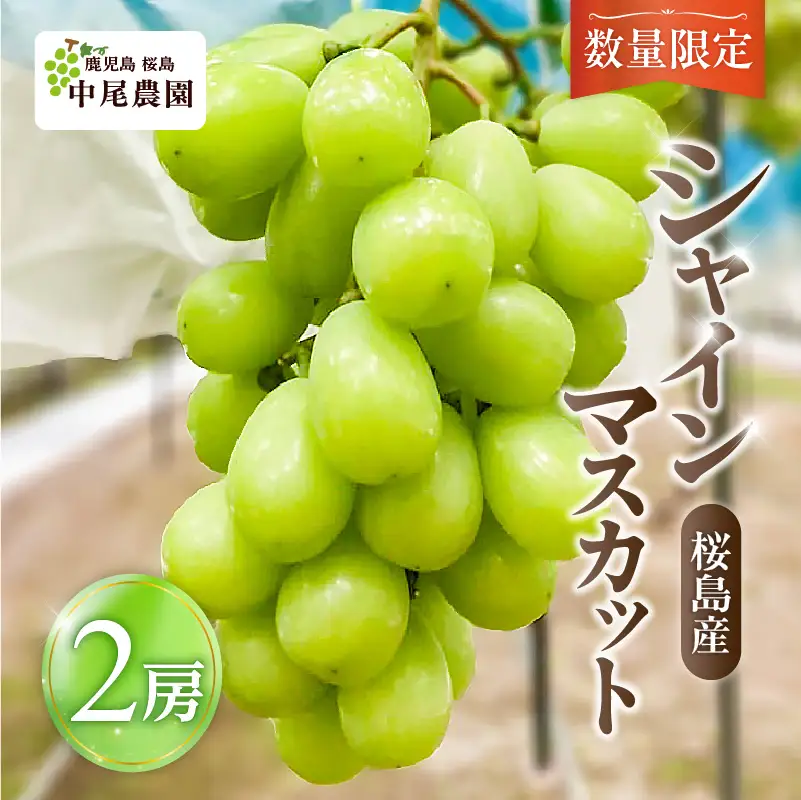 【 2026年先行予約 】【 桜島産 】シャインマスカット 2房 K261-001_02