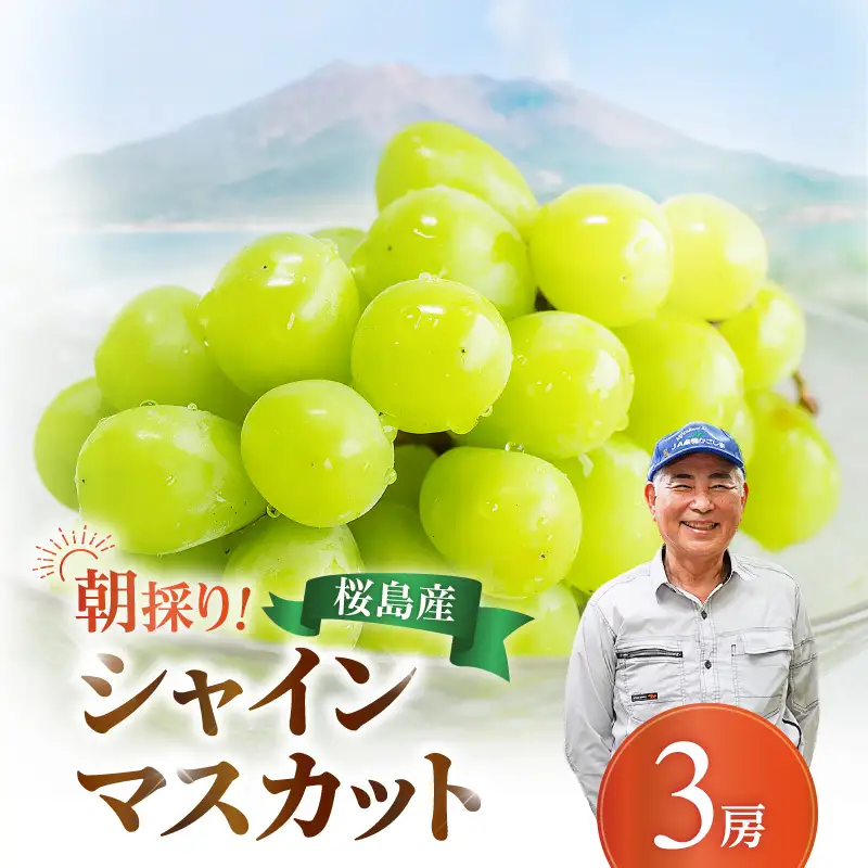 【 2026年先行予約 】【 桜島産 】シャインマスカット 3房 K261-001_03