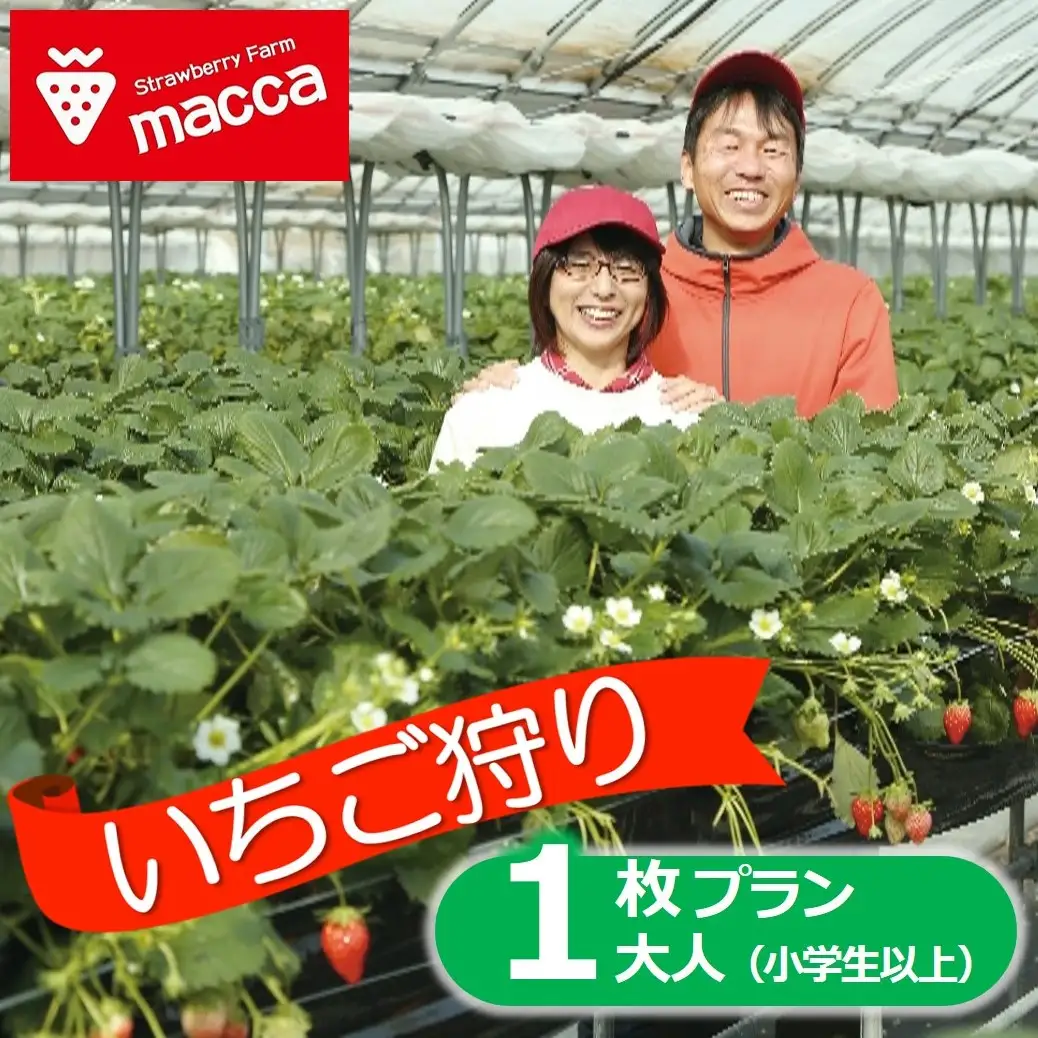 いちご狩り チケット 小学生以上1名【利用期間：令和9年2月上旬～】いちご