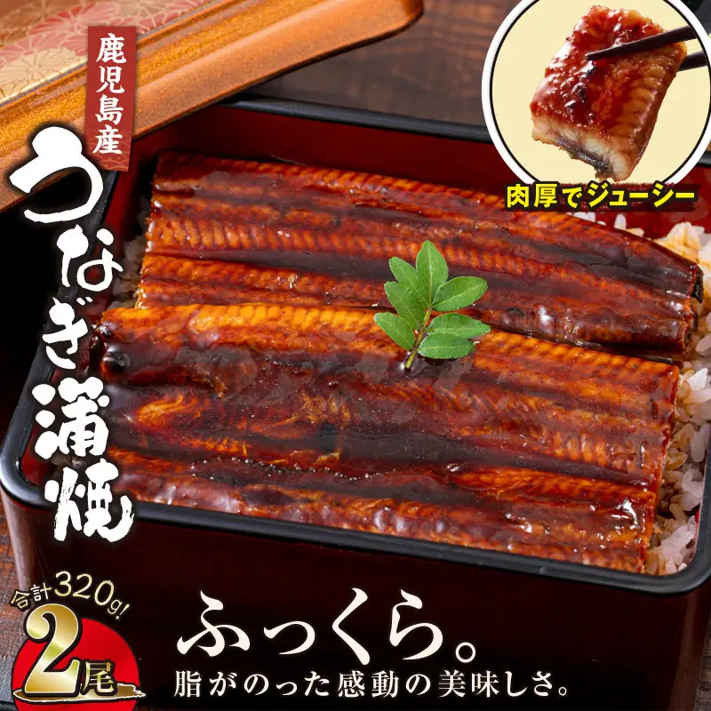  1688-3 鹿児島 産 うなぎ 合計 320g（ 160g × 2尾 ） KN021-013-02 魚 鰻