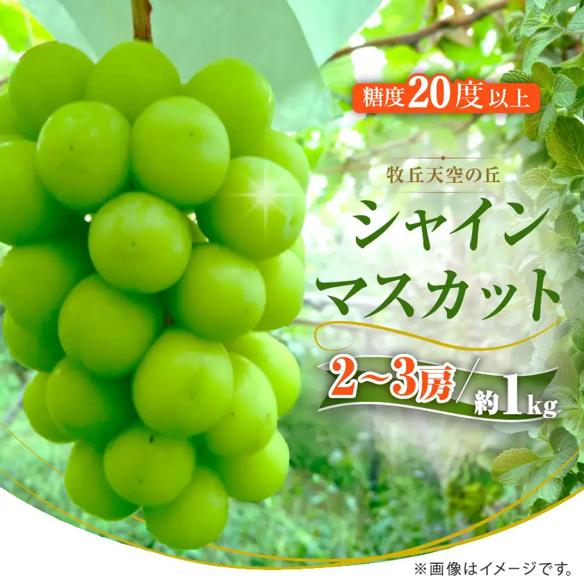 【2026年発送】9月下旬発送「牧丘天空の丘シャインマスカット」 約1kg(2～3房)【配送不可地域：離島・沖縄県】【1473176】