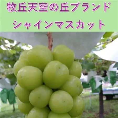 【2026年発送】10月上旬発送「牧丘天空の丘シャインマスカット」約1kg(2～3房)【配送不可地域：離島・沖縄県】【1473189】