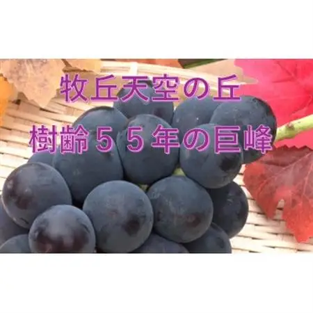 【2026年発送】9月下旬発送「幻の牧丘天空の丘キング巨峰」 約1kg(2～3房)【配送不可地域：離島・沖縄県】【1473334】