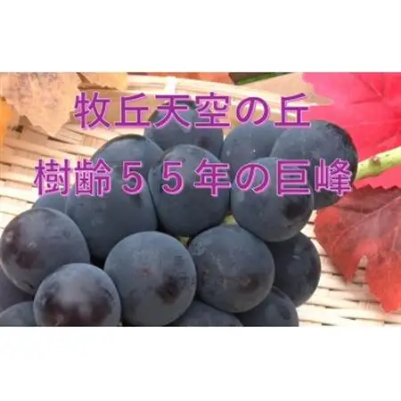【2026年発送】10月中旬発送「幻の牧丘天空の丘キング巨峰」 約1kg(2～3房)【配送不可地域：離島・北海道・沖縄県・中国・四国・九州】【1473337】