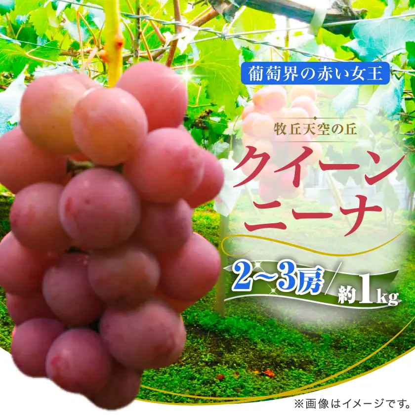 【2026年発送】9月中旬発送「牧丘天空の丘クイーンニーナ」約1kg(2～3房)【配送不可地域：離島・沖縄県】【1473341】
