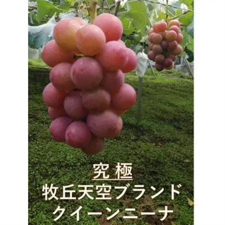 【2026年発送】10月上旬発送「牧丘天空の丘クイーンニーナ」約1kg(2～3房)【配送不可地域：離島・沖縄県】【1473343】