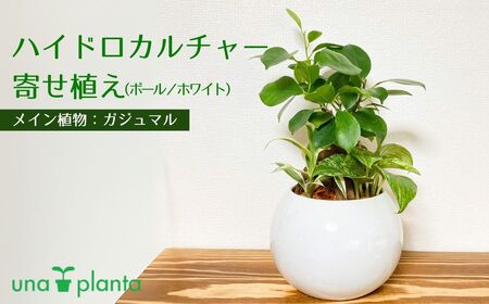 観葉植物 ハイドロカルチャー・寄せ植え（ボール／ホワイト）メイン植物：ガジュマル　011-26｜ 観葉植物 