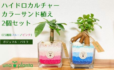 014-09ハイドロカルチャー・カラーサンド植え2個セット（CS湘南ブルー／ピンク）ガジュマル・パキラ
