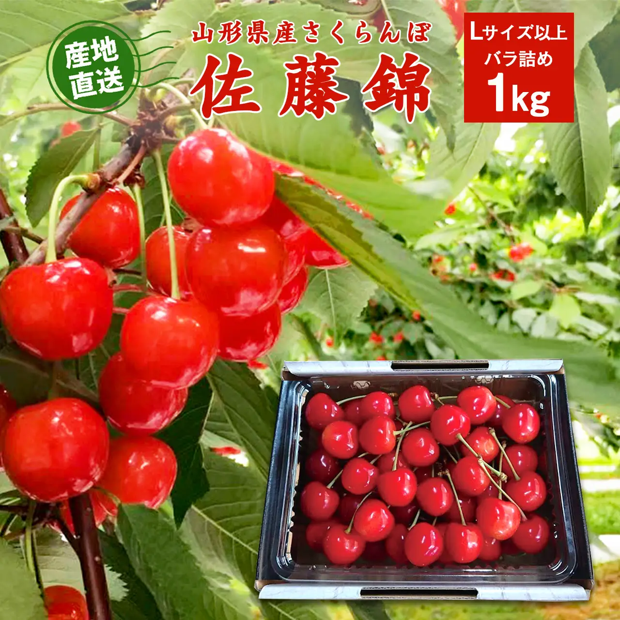 《先行予約》令和9年産 山形県産 さくらんぼ 佐藤錦 1kg Lサイズ以上 秀品 【2027年5月下旬頃から6月中旬頃発送予定】※ 配送不可 沖縄・離島　030-A-JF032
