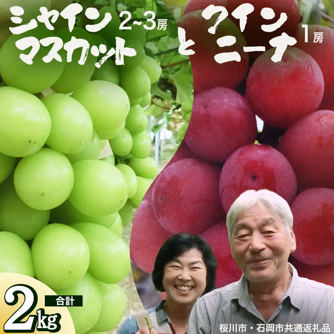 クインニーナ ＆ シャインマスカット 詰め合わせ 約2kg (桜川市・石岡市共通返礼品） 2026年9月上旬発送開始 開田ぶどう園 産地直送 フルーツ 甘い 直送 茨城 限定 ギフト ぶどう クインニーナ シャインマスカット 果物 [DO008sa]