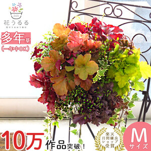 C052 宿根草 「ヒューケラ 花うるる ハンギング 寄せ植え」Mサイズ(多年草 ドルチェ カラーリーフ 寄植え ハンギングバスケット 春 夏 秋 冬 屋外 玄関 おしゃれ ギフト ガーデニング 誕生日 プレゼント 鉢植え 珍しい 完成品 花 鉢植え 母の日