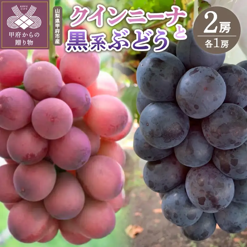 【ふるなび限定】〈2026年度配送分〉山梨県甲府市産 クインニーナ・黒系ぶどう 2種各1房　E FN-Limited-SP 