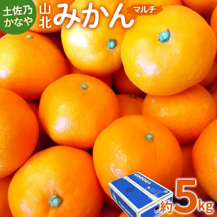 【先行予約】山北みかん 約5kg みかん be-0109