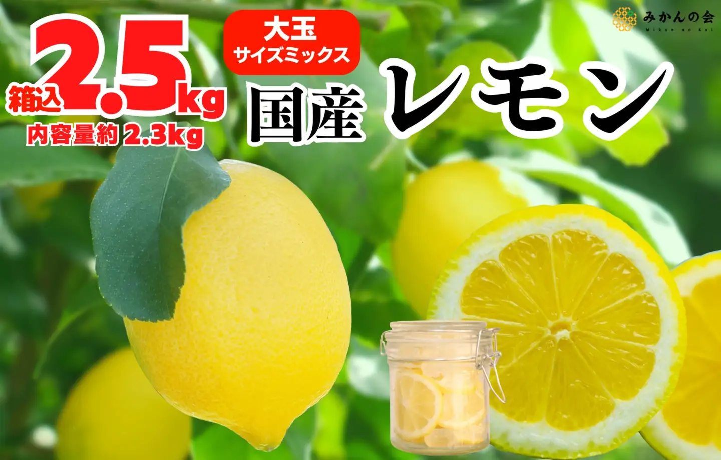 レモン 大玉 国産 箱込2.5kg(内容量約2.3kg) 秀品 3L 4L 5L サイズミックス 和歌山県有田産 【みかんの会】